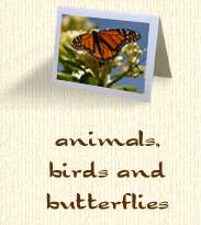 animals, birds and butterflies